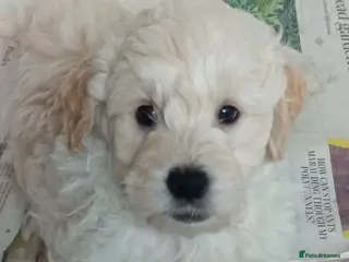 Mini Goldendoodle dogs Gorgeous Miniature Double Doodle puppies - Advert 3