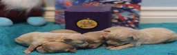 Maltipoo dogs for sale: 4 Apriciot F1 Maltipoo Puppies - Advert 2