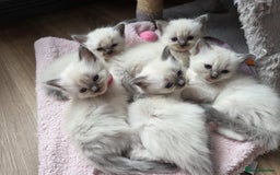 Ragdoll cats for sale: Stunning Ragdoll kittens - Image 10