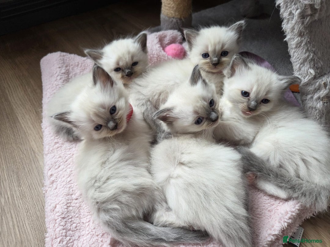 Ragdoll cats for sale: Stunning Ragdoll kittens - Image 10