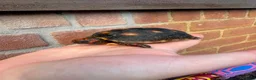 Tortoise reptiles for sale: Baby red foot tortoise  - Advert 4