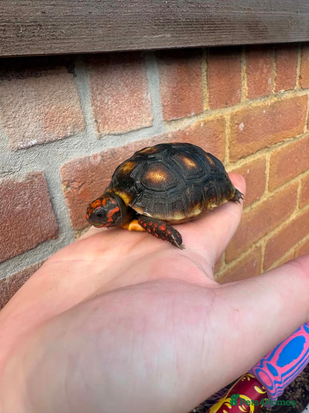 Tortoise reptiles for sale: Baby red foot tortoise  - Advert 4