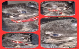 Pomeranian dogs for sale: Beautiful Pomeranians - Image 1