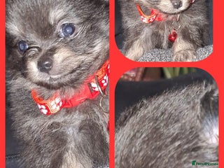 Pomeranian dogs for sale - Advert 1