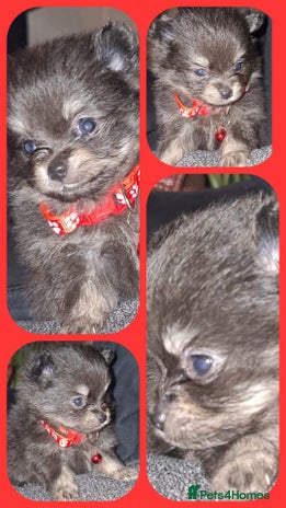 Pomeranian dogs - Advert 12