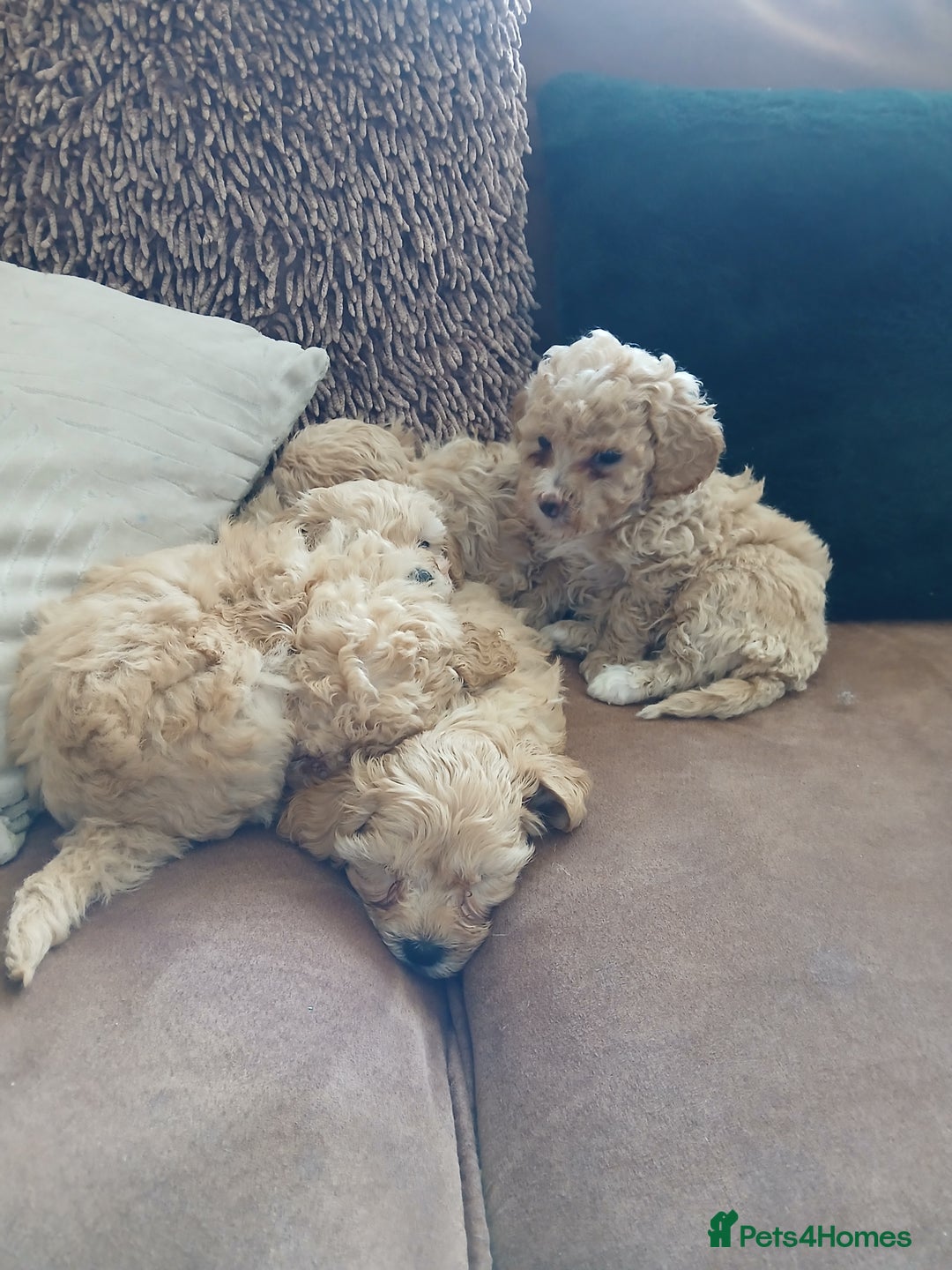 Maltipoo dogs for sale: Maltypoo pups - Advert 13