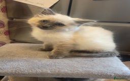 Ragdoll cats for sale: Beautiful kitten  - Advert 4