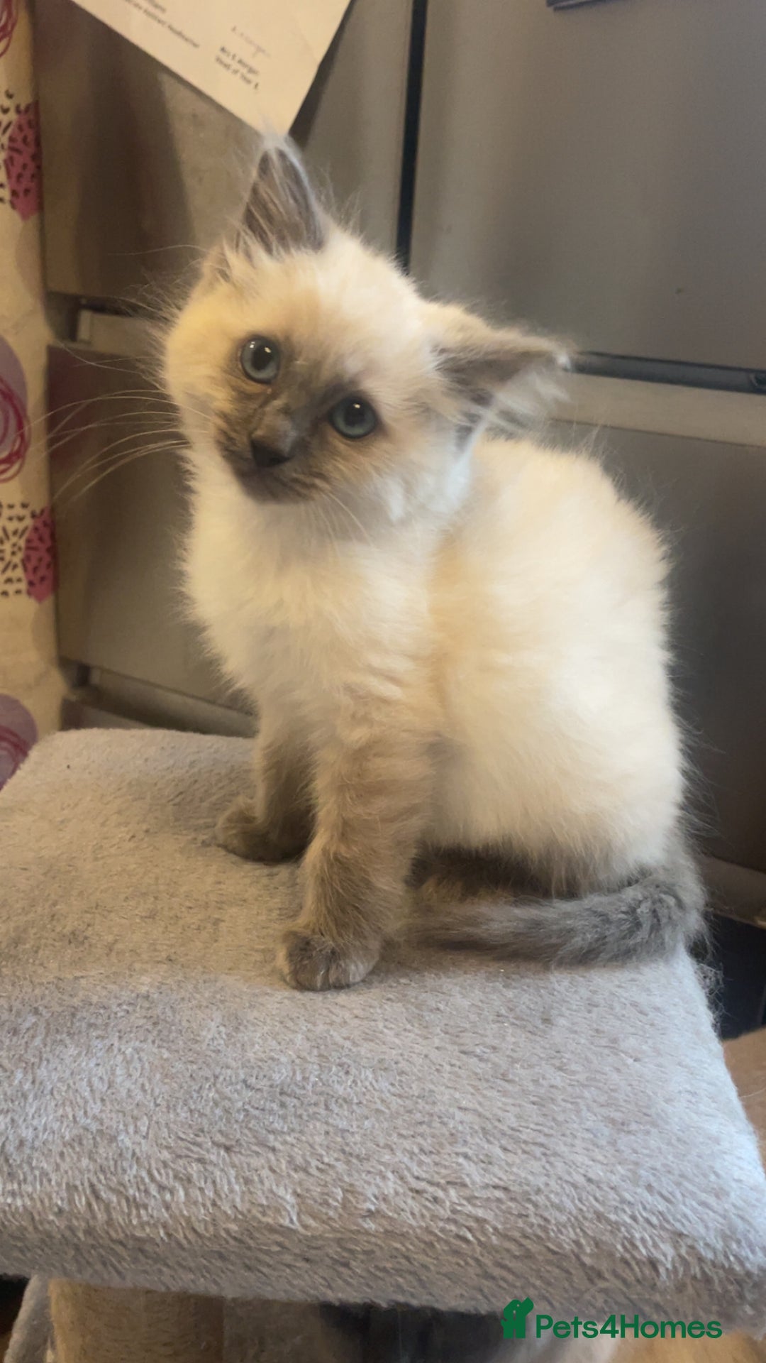 Ragdoll cats for sale: Beautiful kitten  - Advert 4
