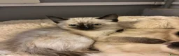 Ragdoll cats for sale: Ragdoll cross kittens  - Advert 4