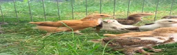 Mixed Breed poultry for sale: Bullets chickens Brahma  - Advert 8