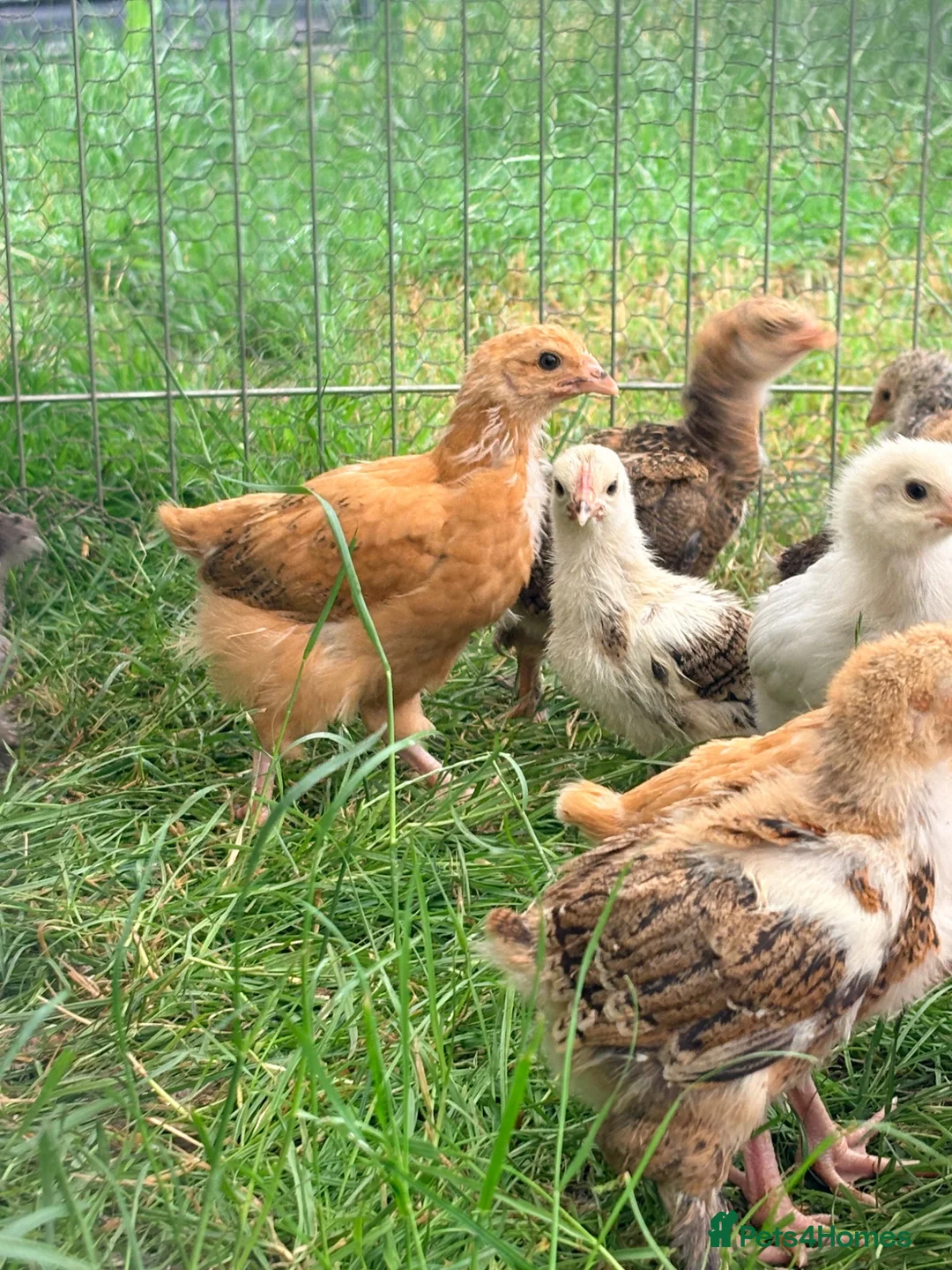Mixed Breed poultry for sale: Bullets chickens Brahma  - Advert 8
