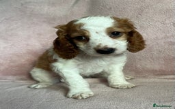 Cockapoo dogs for sale: Cockapoo puppies  - Image 7