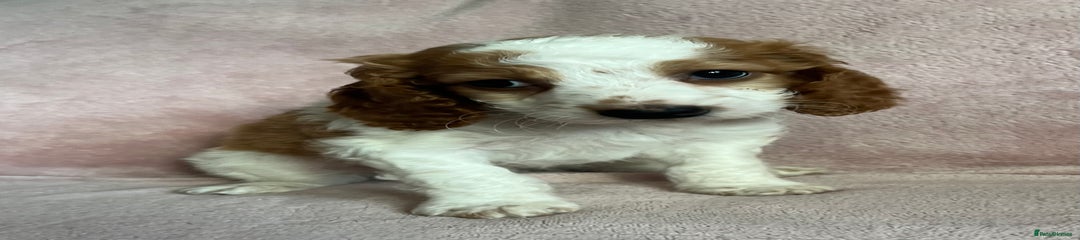 Cockapoo Puppy 5