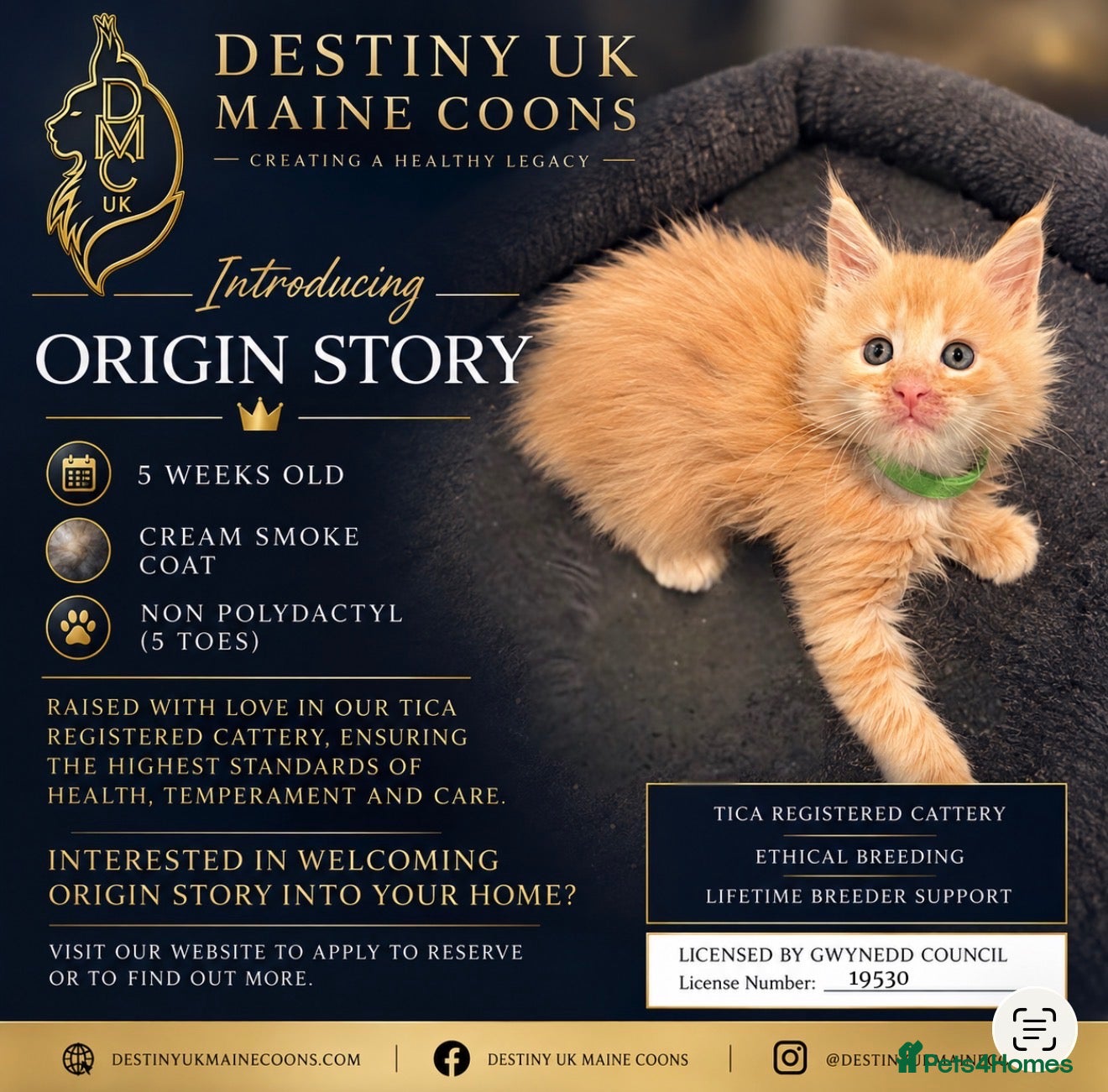 Maine Coon cats Cream Smoke Male Available - Advert 2