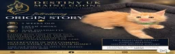 Maine Coon cats for sale: Cream Smoke Male Available - Advert 1