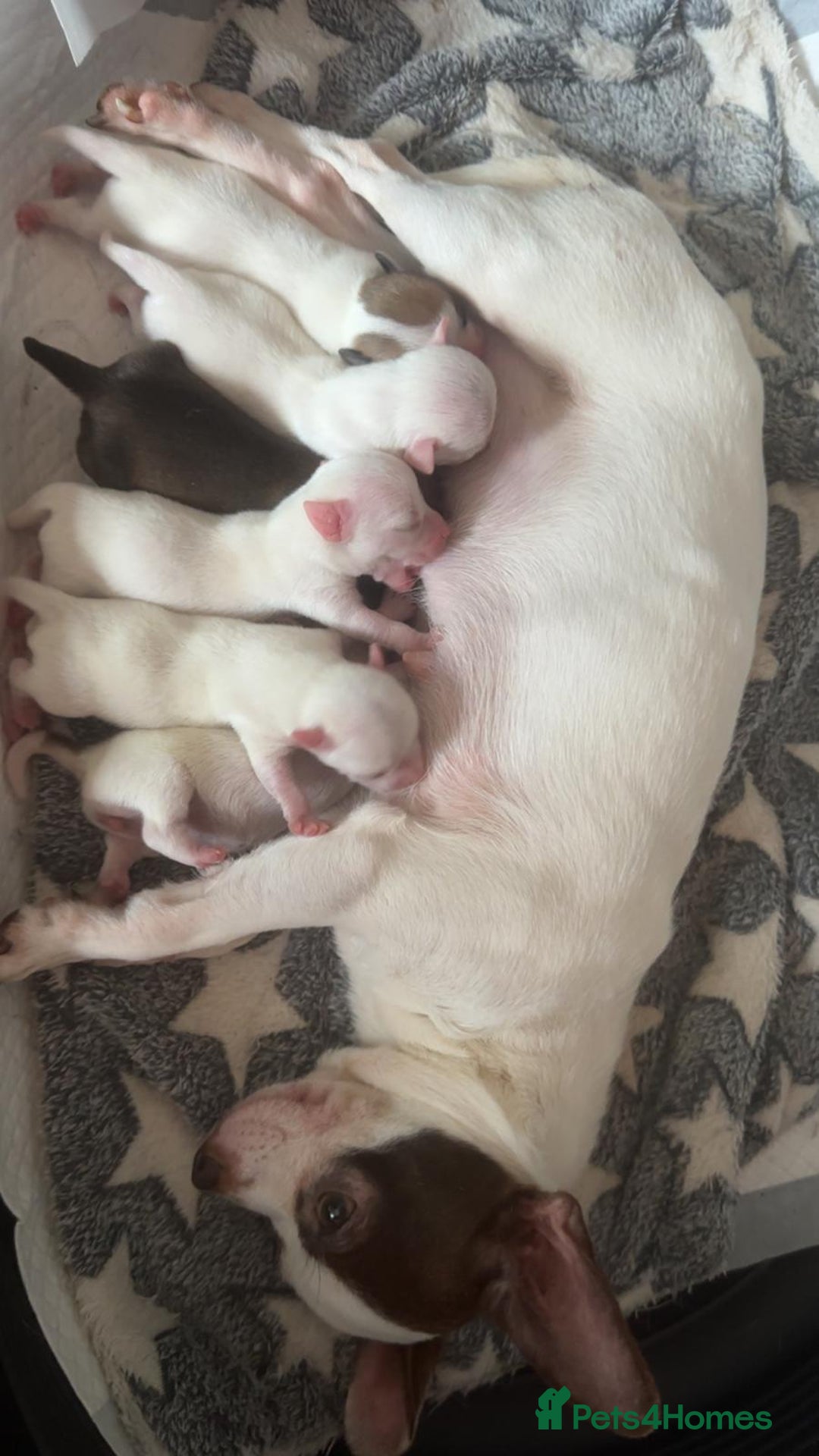 Chihuahua dogs for sale: Chihuahua puppies for sale - Image 1
