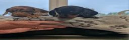 Miniature Dachshund dogs for sale: 🐶 Dachshund babies 🐶 in Alfreton - Advert 4