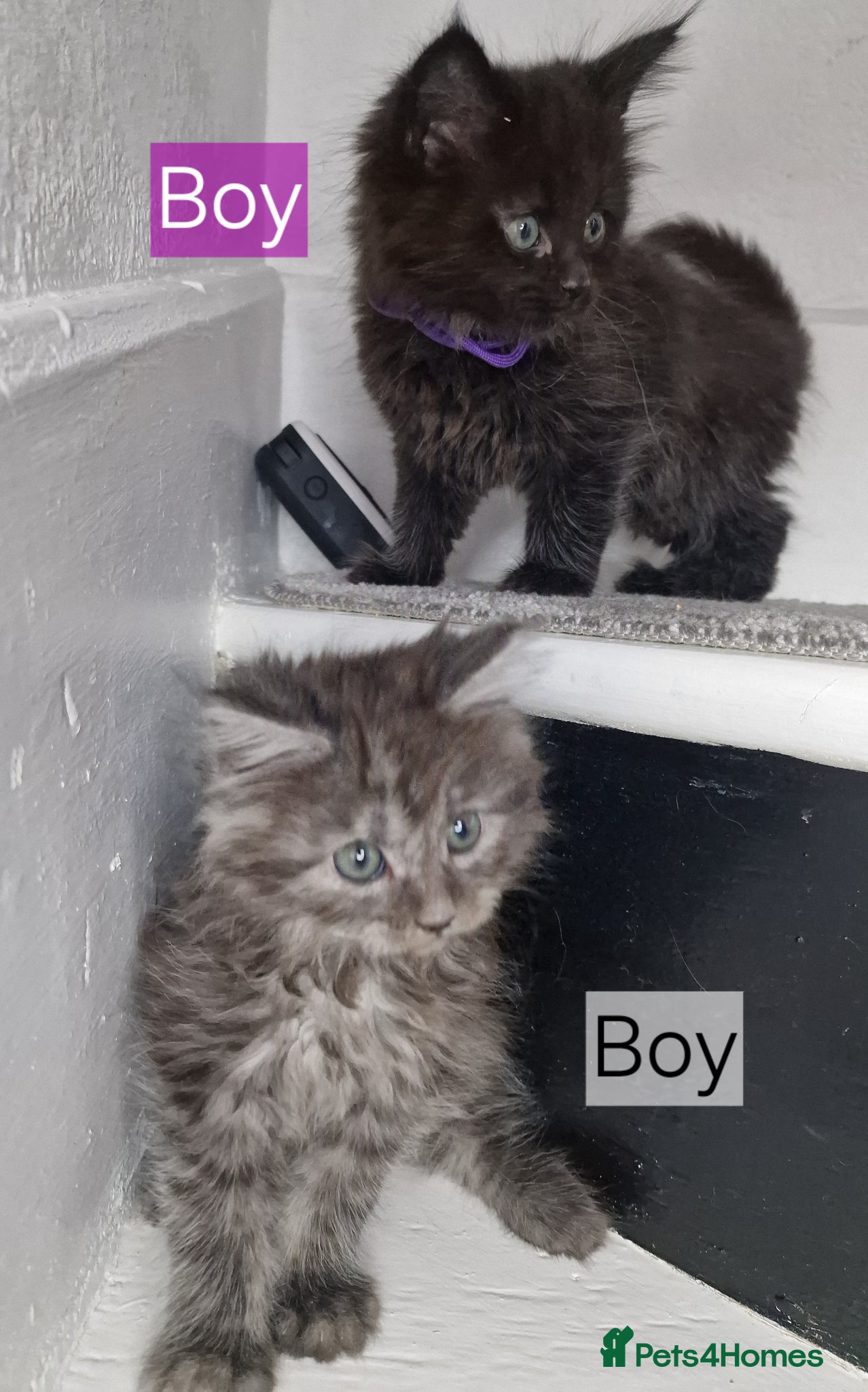 Maine Coon cats for sale: 8 maine coon kittens ready in Bury in Bury - Advert 14