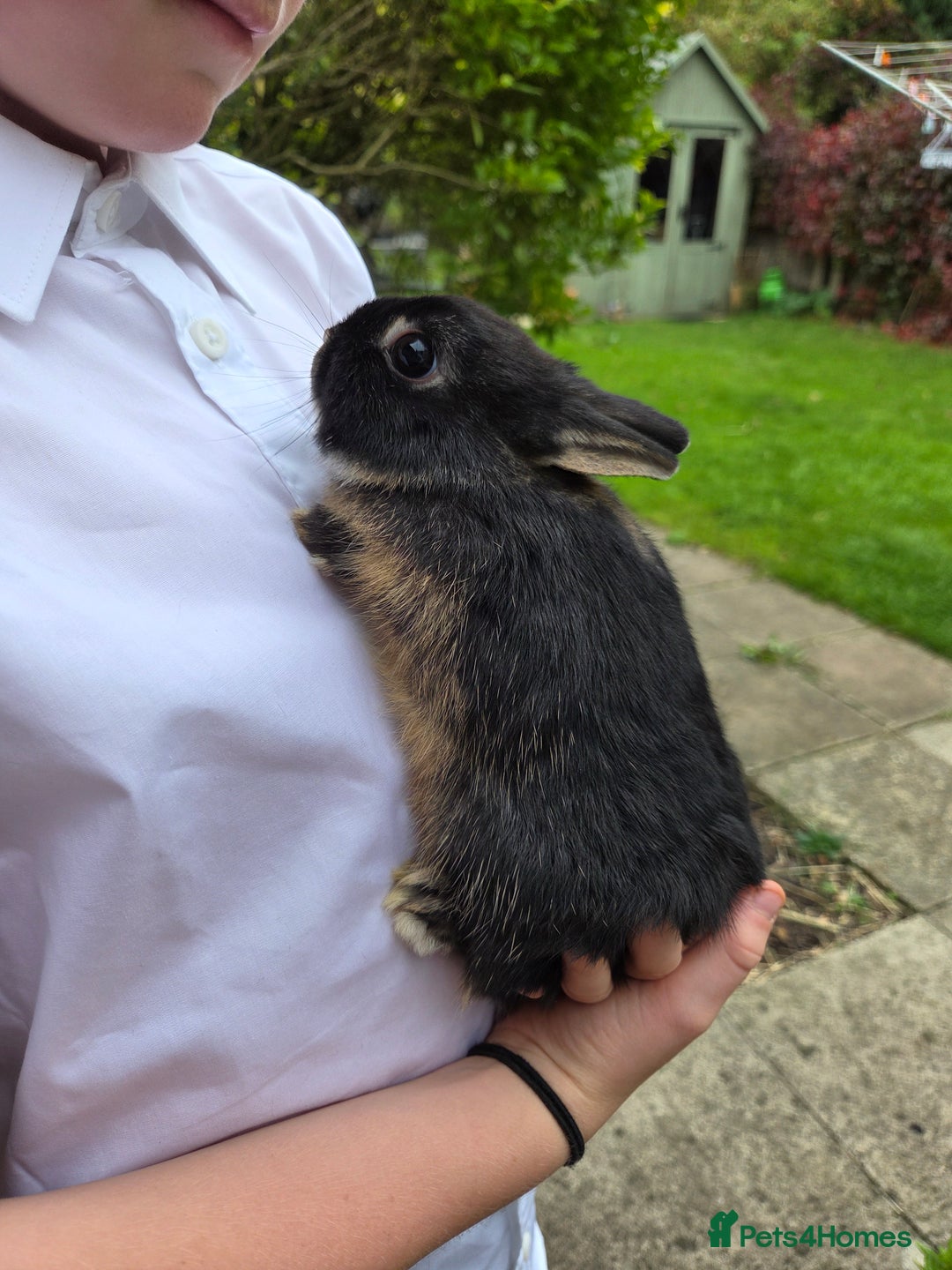 Netherland Dwarf rabbits for sale: Pure Netherland Dwarfs READY TO LEAVE! - Advert 4