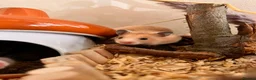 Hamster rodents for sale: Syrian hamster babies in Andover - Advert 9