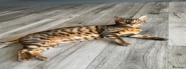 Kiara