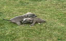 Staffordshire Bull Terrier dogs for sale: Adorable KC Reg/Health Tested SBT Puppies - Image 4