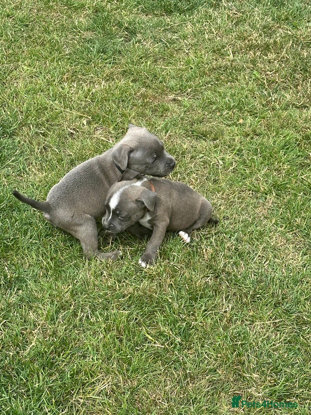 Staffordshire Bull Terrier dogs for sale: Adorable KC Reg/Health Tested SBT Puppies - Image 4