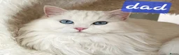Ragdoll cats for sale: Stunning babies ragdolls - Advert 23