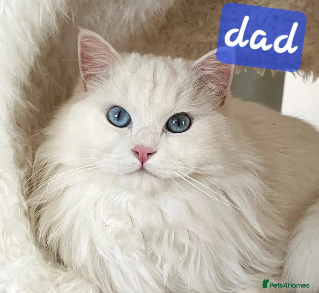 Ragdoll cats for sale: Stunning babies ragdolls - Advert 23