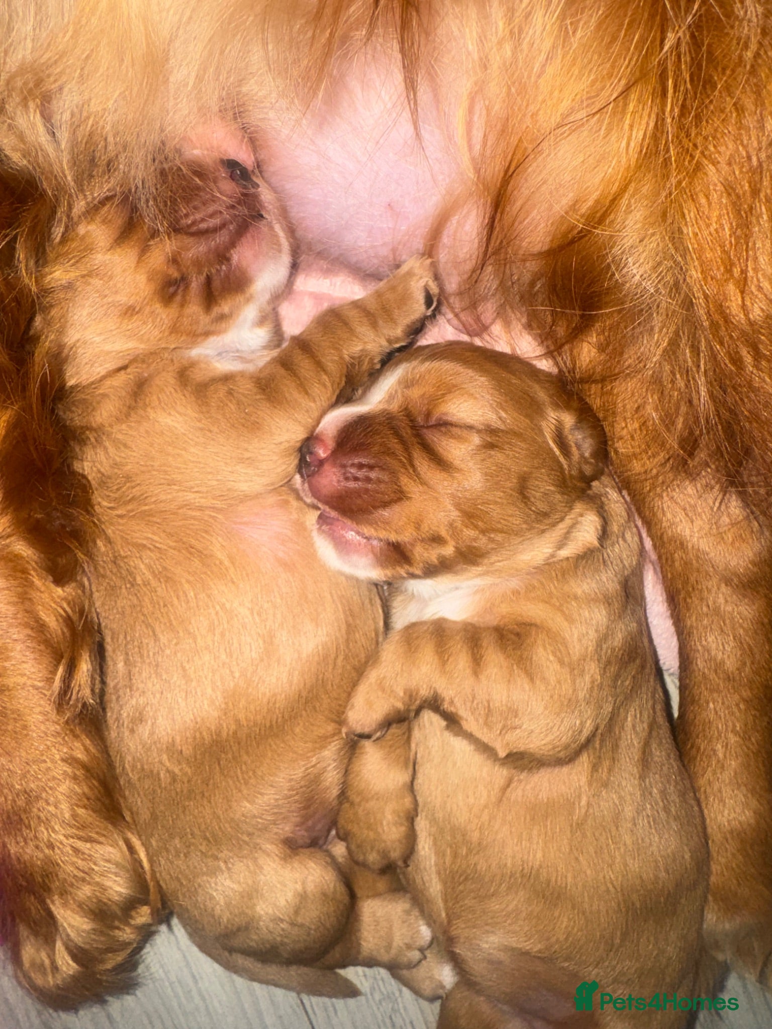 Cocker Spaniel dogs KC COCKER SPANIELS  - Advert 2