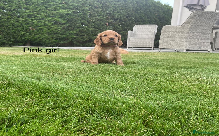 Cocker Spaniel dogs - Advert 4