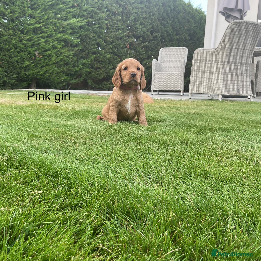 Cocker Spaniel dogs for sale: Hereditary clear Kc reg working Cocker spaniels - Image 2