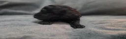 Cockapoo dogs for sale: Beautiful Cockapoo Puppies (5 Boys, 1 Girl) in Doncaster - Advert 32