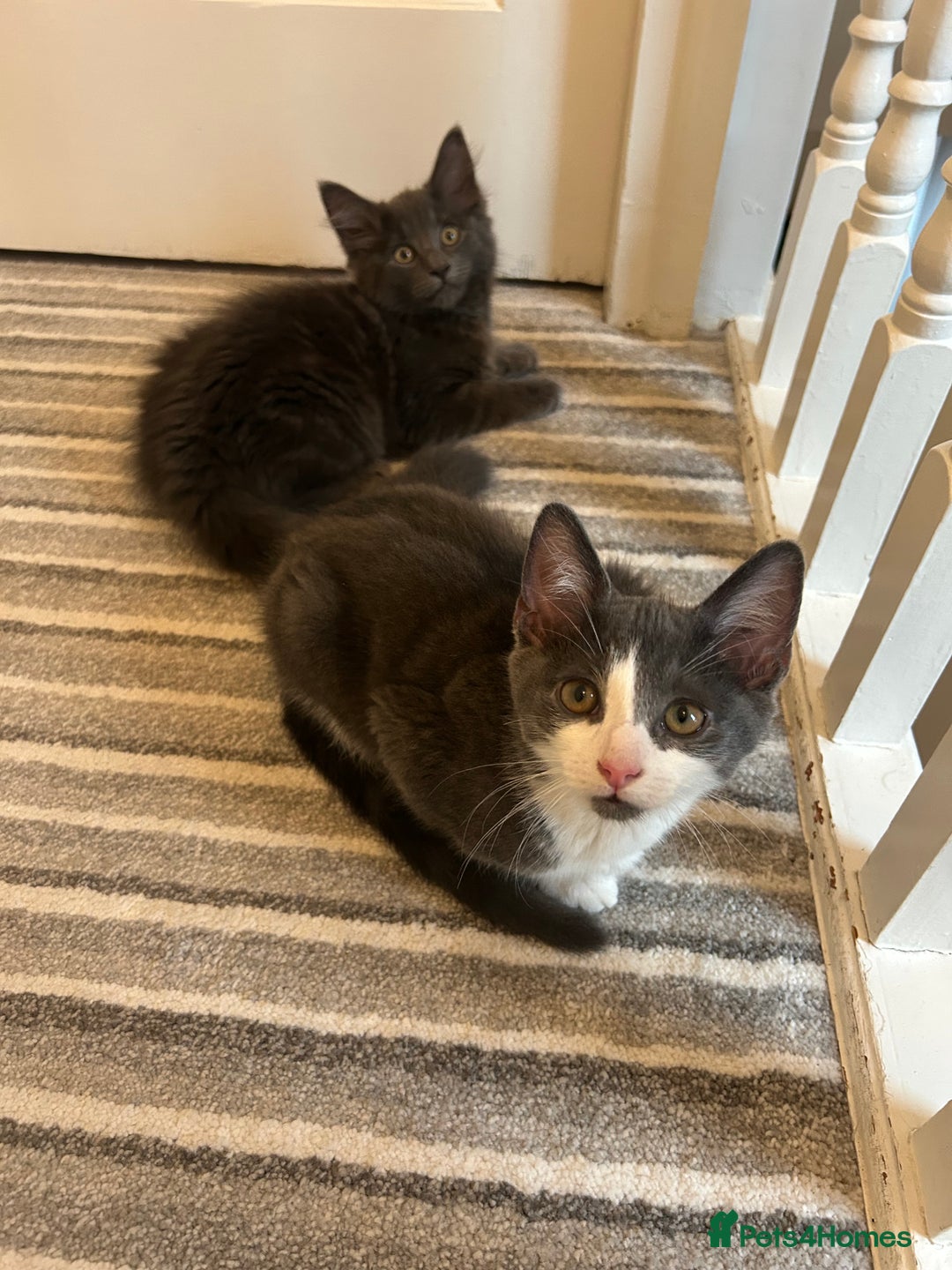 Russian Blue cats for sale: Incredible kittens  - Image 7