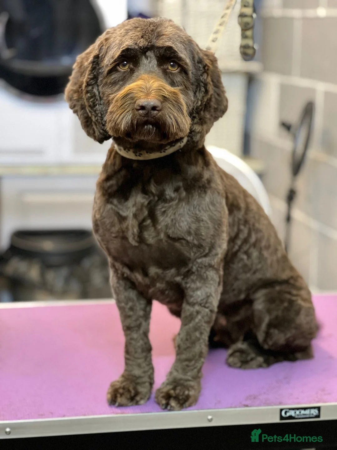 Cockapoo dogs for sale: Beautiful Edith Chocolate Cockapoo - Advert 6