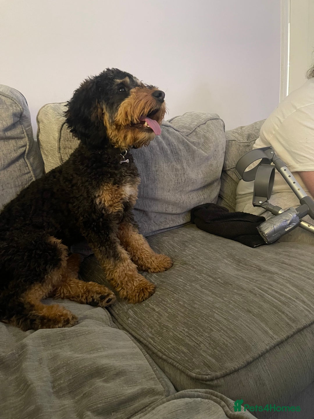 Cockapoo dogs for sale: F1 cockerpoo for sale  - Image 1