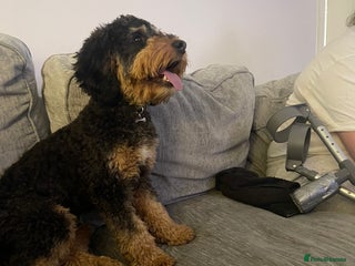 Cockapoo dogs - Advert 1