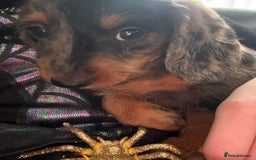 Dachshund dogs for sale: DAPPLE LONG HAIR DACHSHUNDS  - Image 2
