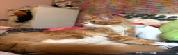 Maine Coon cats for sale: BEAUTIFUL BOY MAINE COON AVAILABLE  - Advert 16