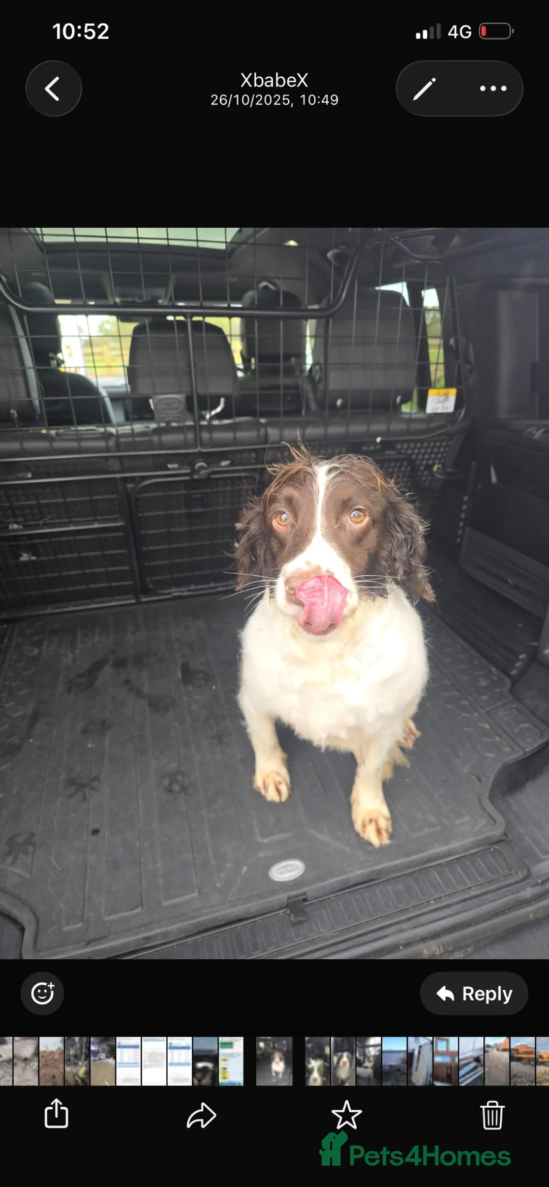Mixed Breed dogs for sale: Cindy Lou’s beautiful puppies in Gloucester - Advert 1