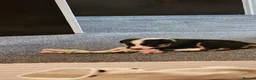 Border Collie dogs for sale: Outstanding Working Border Collie Puppies  in York - Advert 4