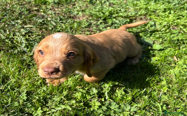 Cocker Spaniel dogs - Advert 9