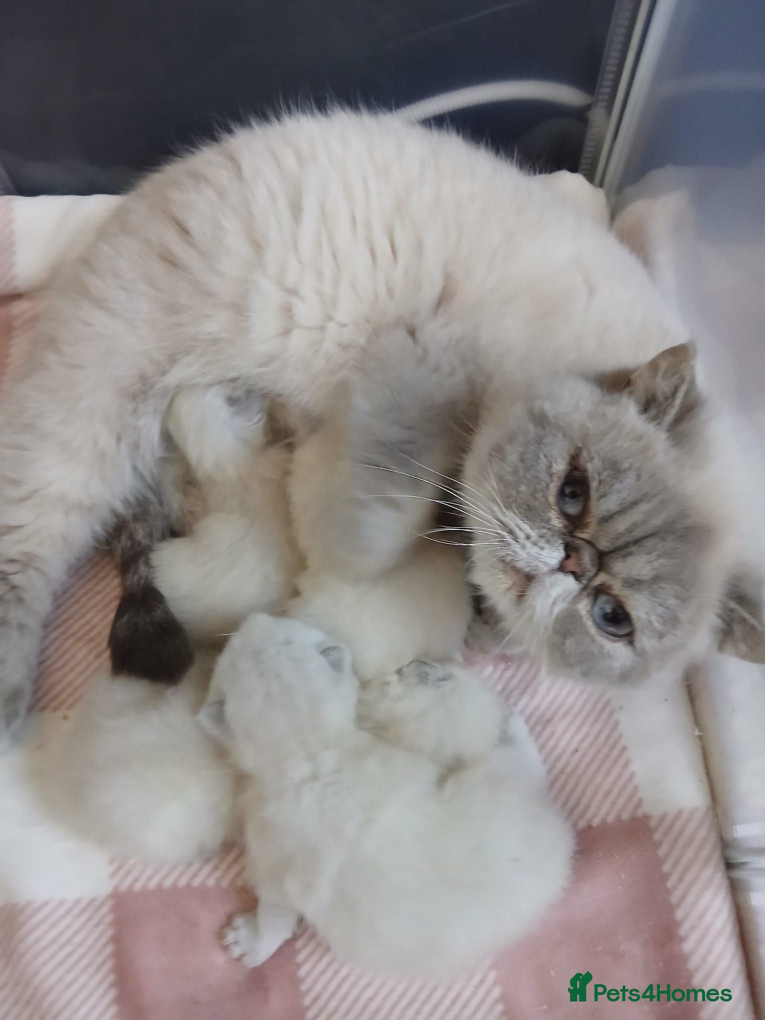 Persian cats GCCF Stunning Persian Exotics  - Advert 12
