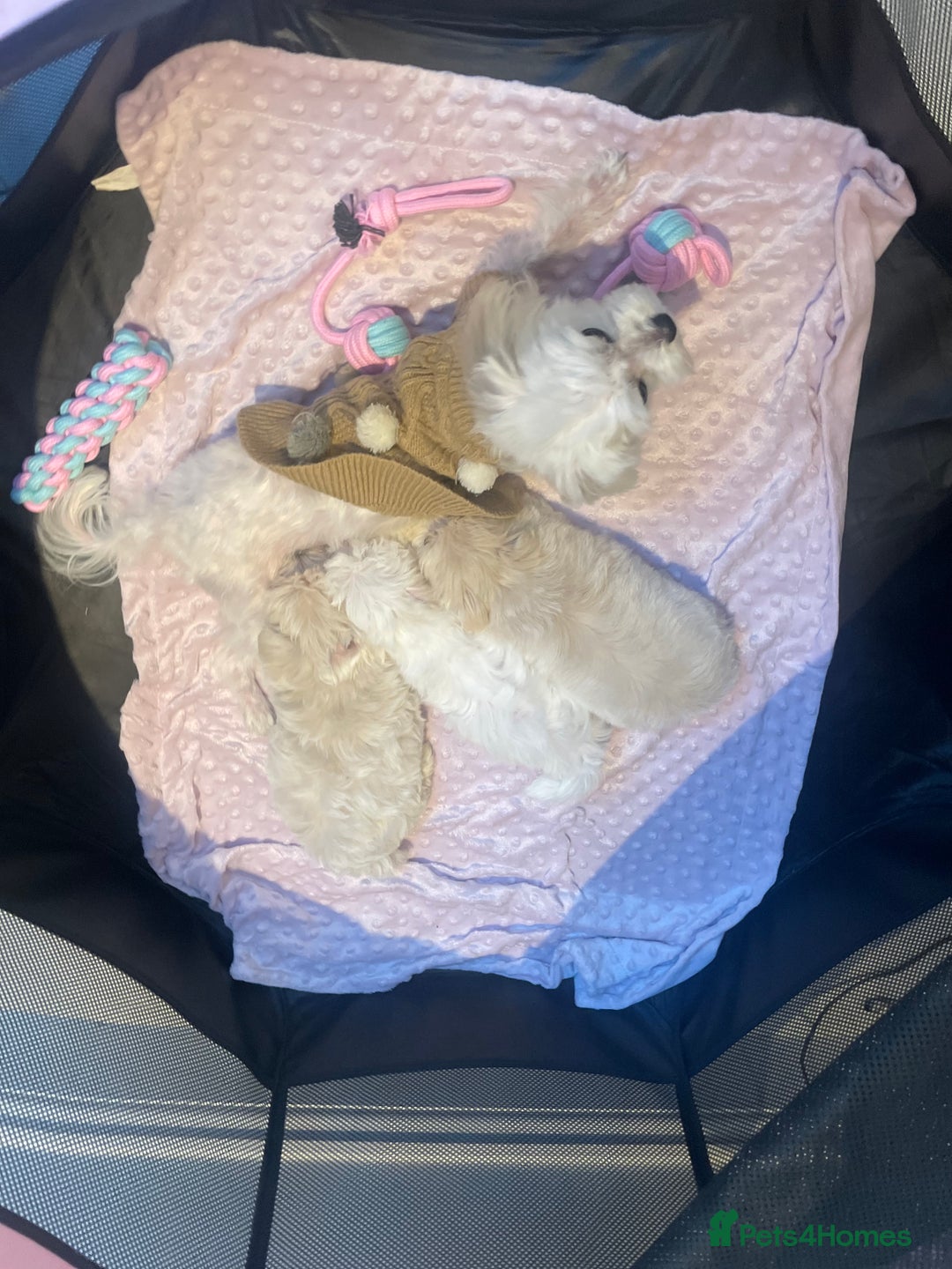 Maltese dogs for sale:  ✨ Special – Korean Maltese Puppies 🐾 - Advert 7