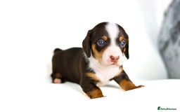 Miniature Dachshund dogs for sale: Miniature dachshund puppies  - Advert 7