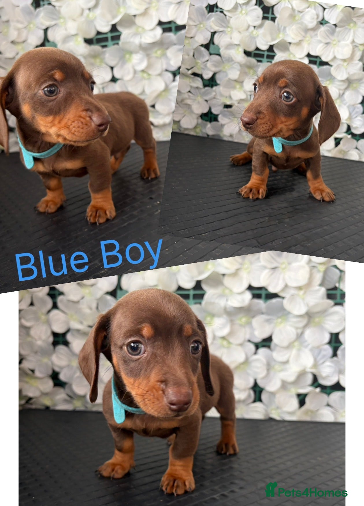 Miniature Dachshund dogs Miniture dachshunds - Advert 13