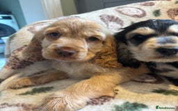 Cocker Spaniel dogs for sale: Outstanding Show cocker spaniels  - Image 8