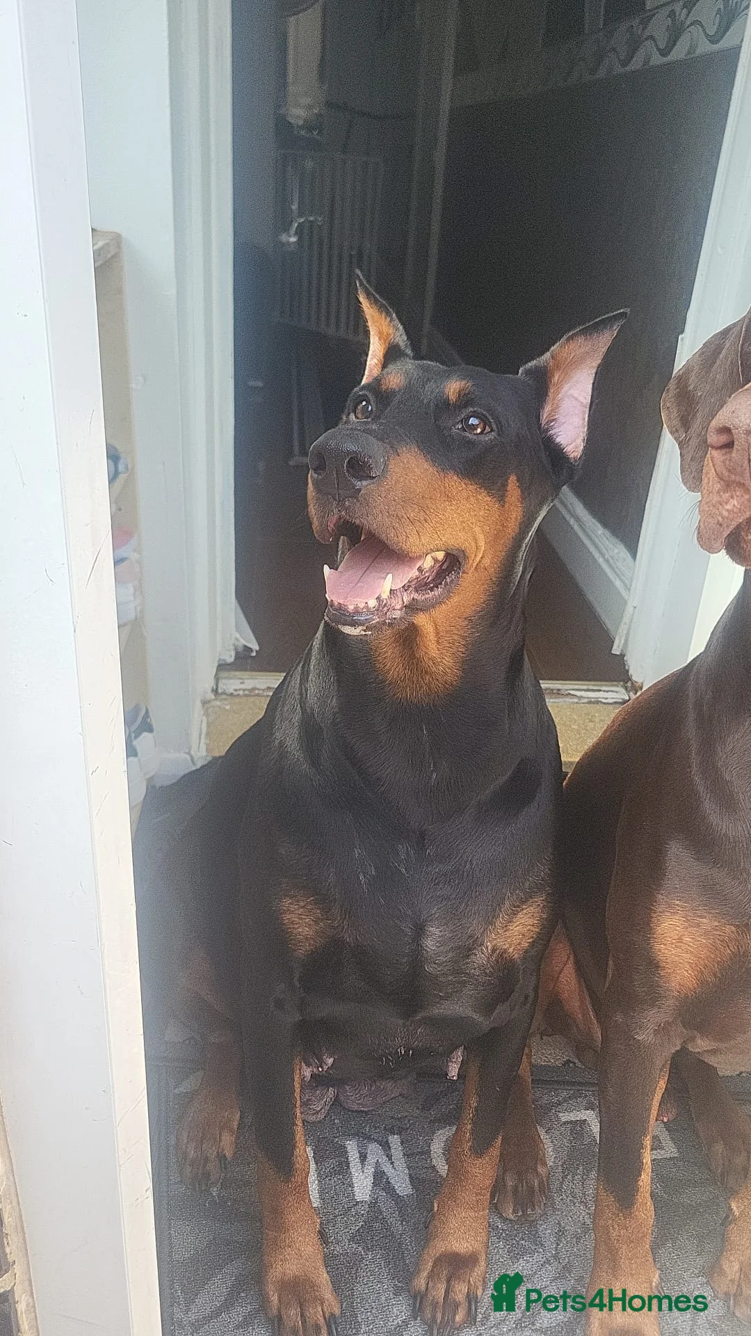 Dobermann dogs for sale: Doberman female puppy  in Birmingham - Advert 5