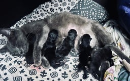 British Shorthair cats for sale: 2 Female Kittens for free - British Shorthair - Image 2