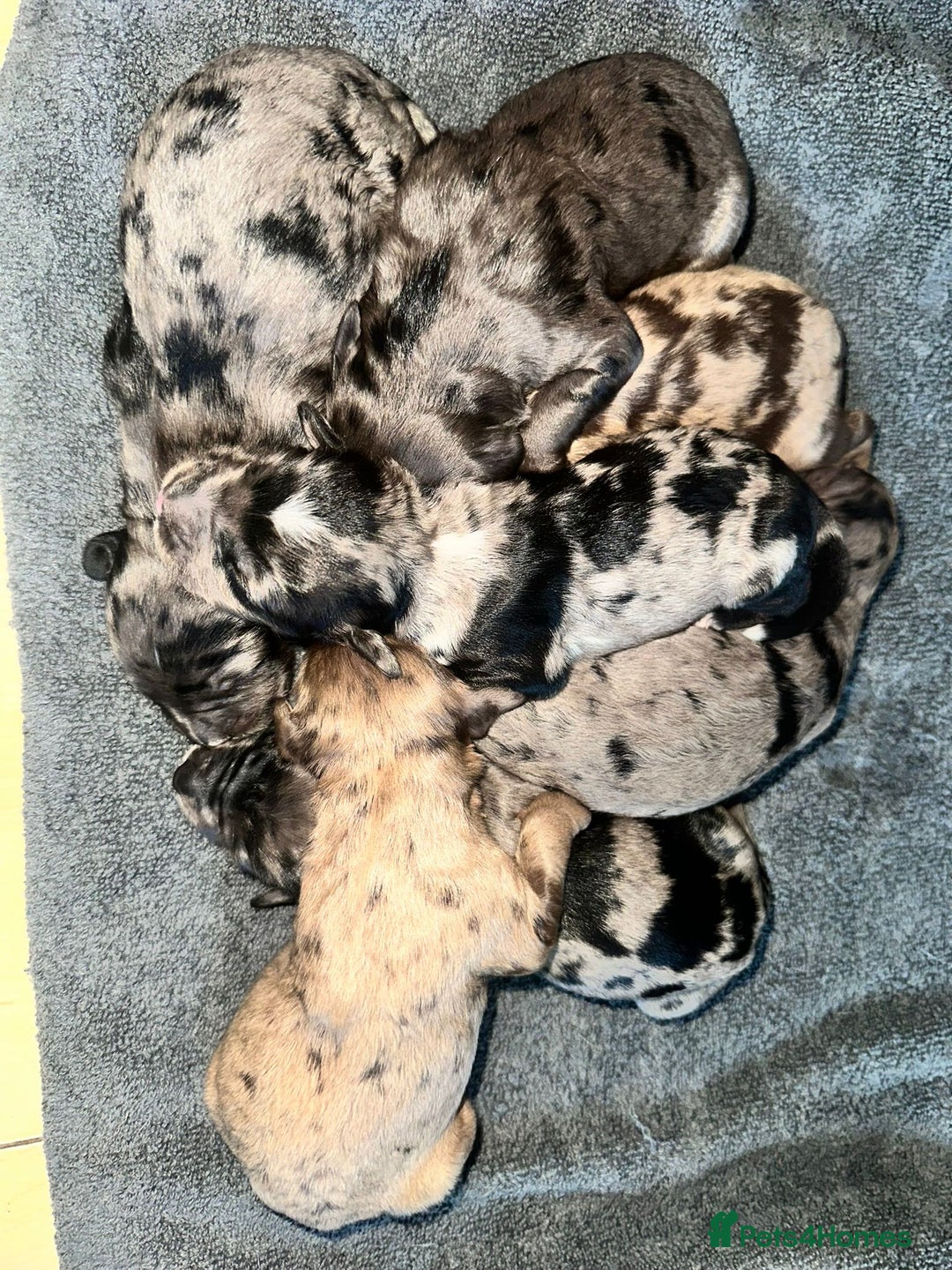 Sproodle dogs for sale: F1 Sproodle Puppies  - Image 5
